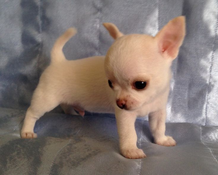Regalo chihuahua mini disponibles para adopcin rjh (+34634683995)