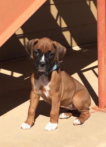 Regalo Boxer disponibles para adopcin rbf (+34634683995)