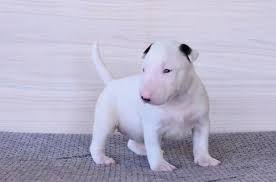BULL TERRIER cachorros Disponibles!