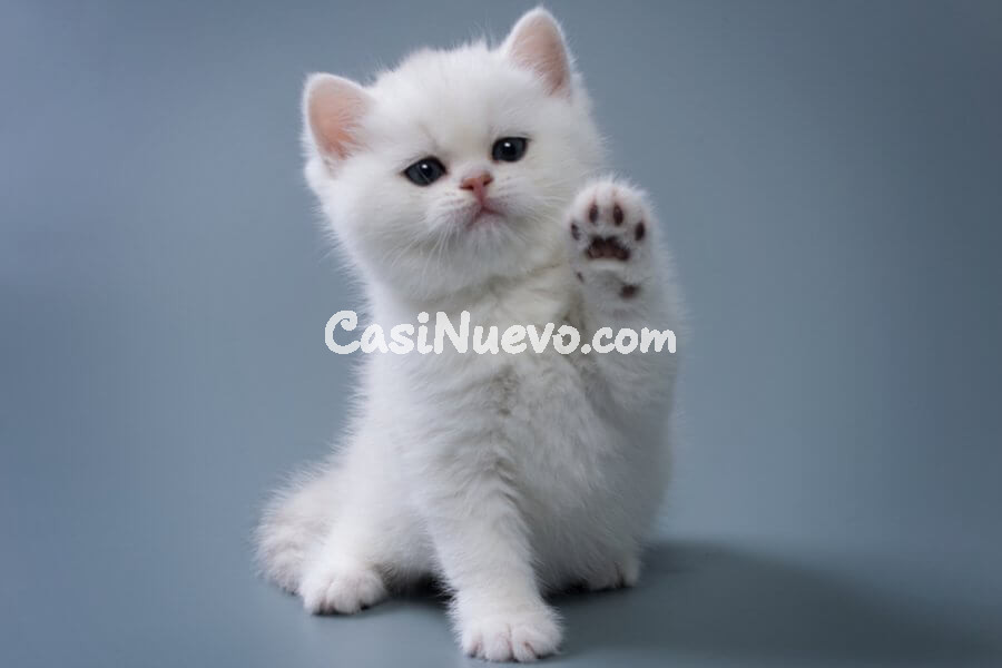 !!Británicos y Otras Razas Disponibles!