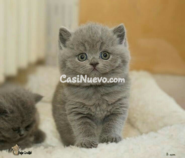 !!Británicos y Otras Razas Disponibles!