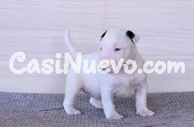 BULL TERRIER cachorros Disponibles  WhatsApp a continuación (+34-697-719-862) !