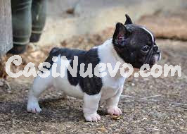 Bulldog Francés Cachorro Disponibles para Navidad!