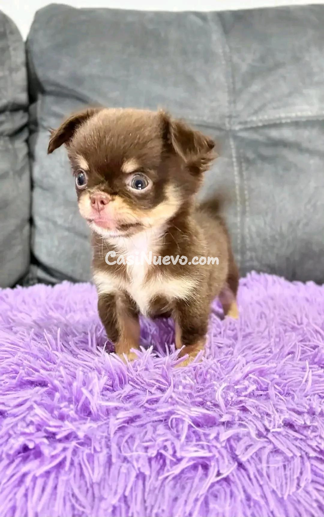 Adorable cachorro chihuahua marrón