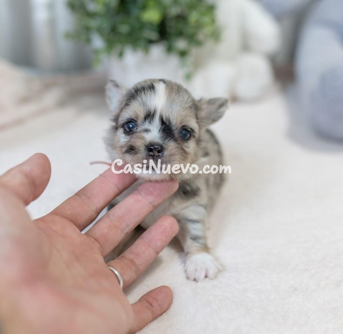 Cachorro de raza pequeña adorable