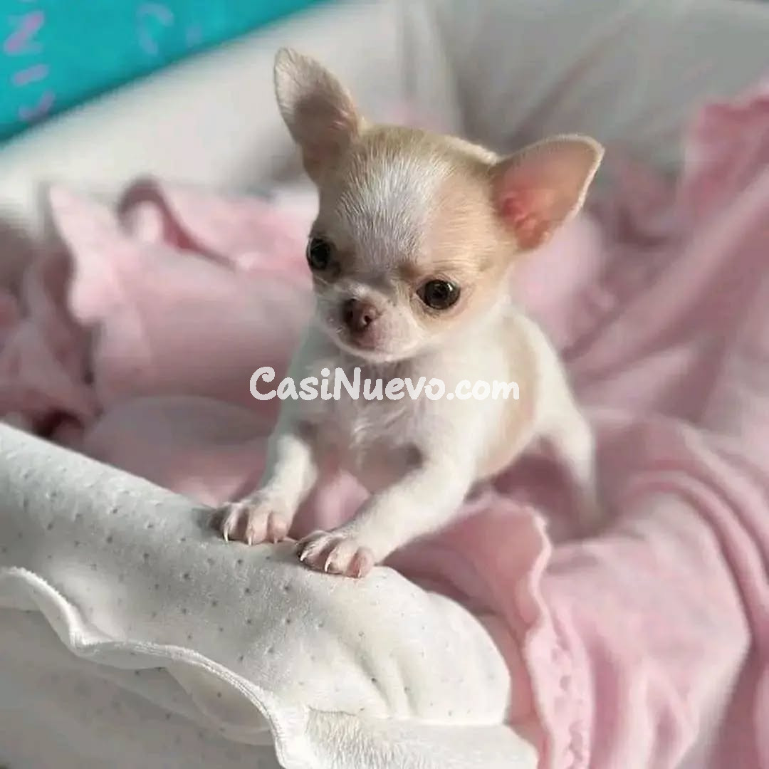 Cachorro Chihuahua en Cesta