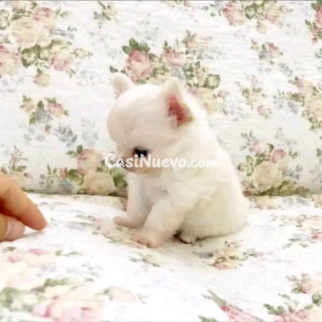 Cachorro juguetón de raza mixta