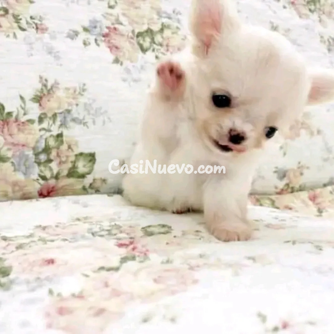 Cachorro juguetón de raza mixta