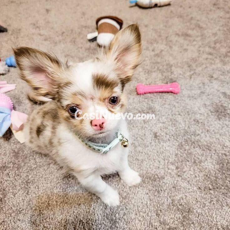 Chihuahua de color blanco y marrón