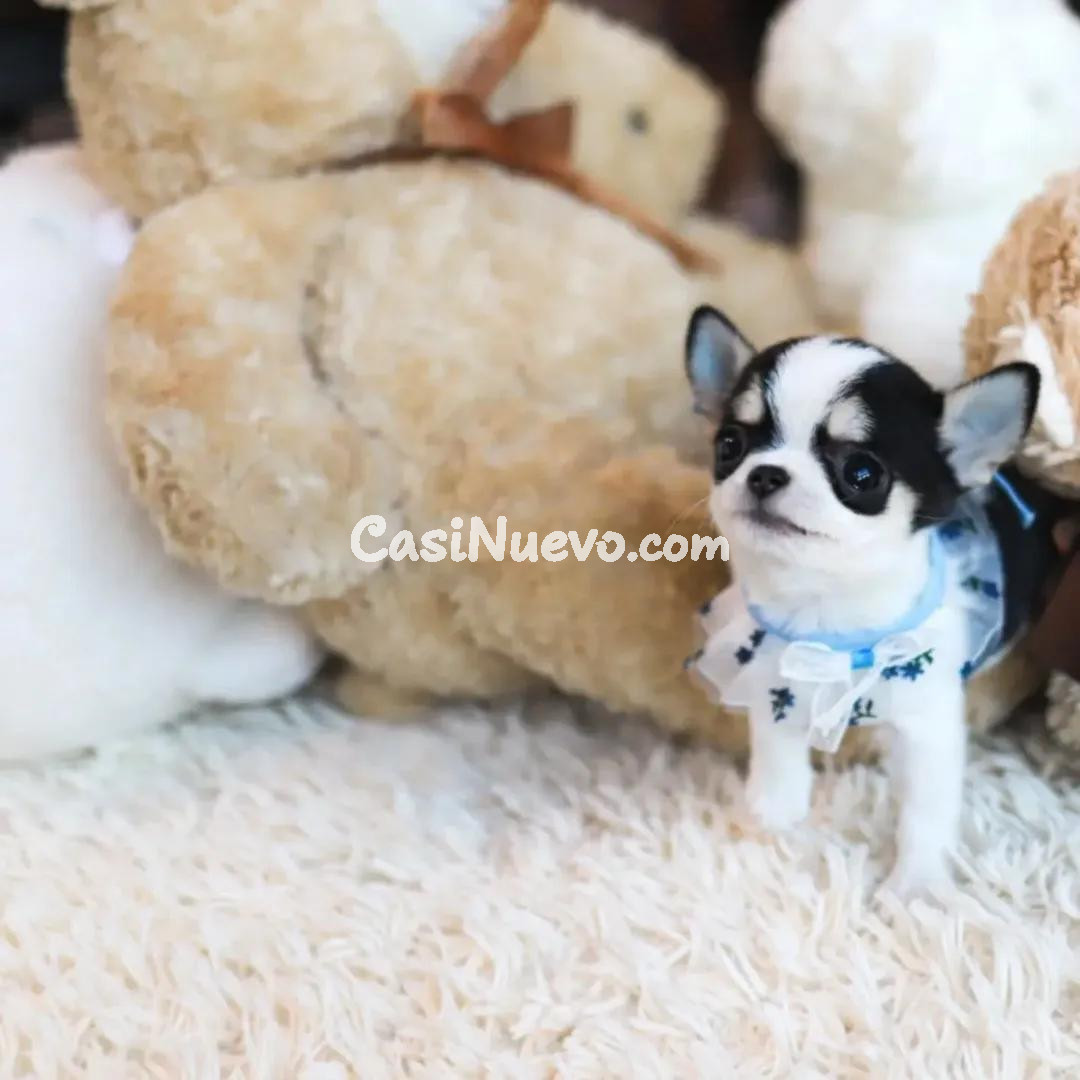 Chihuahua en Ropa Elegante