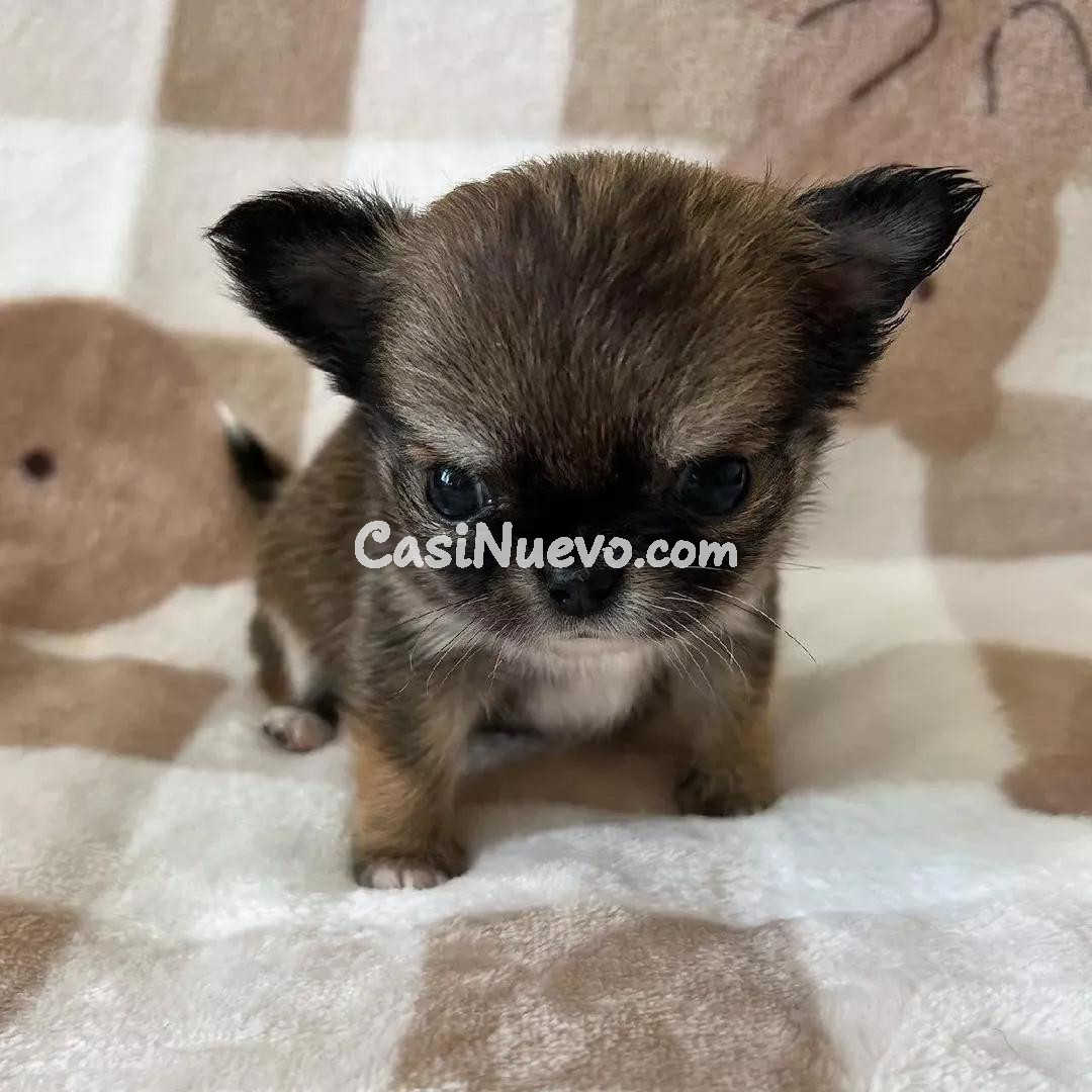 Cachorro Chihuahua Adorable