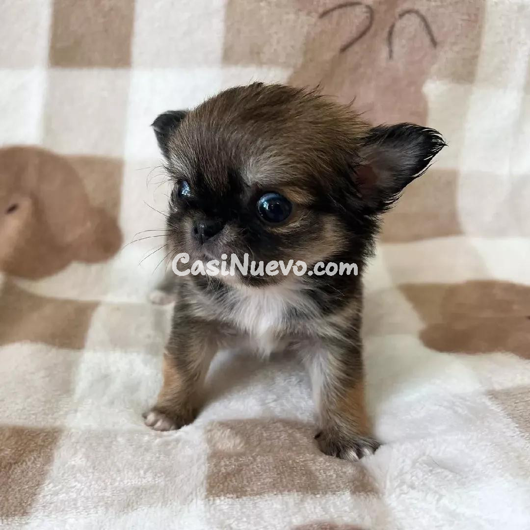 Cachorro Chihuahua Adorable