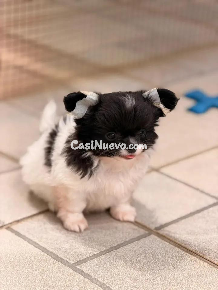 Cachorro pequeño de raza Pomerania