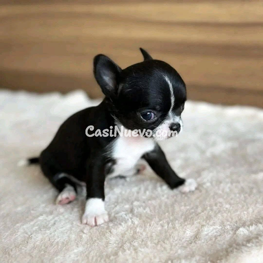 Adorable cachorro chihuahua en venta