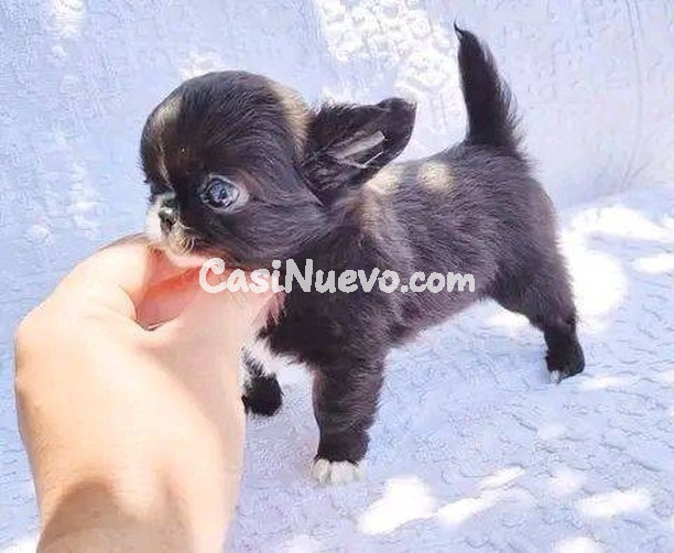 Cachorro pequeño de raza