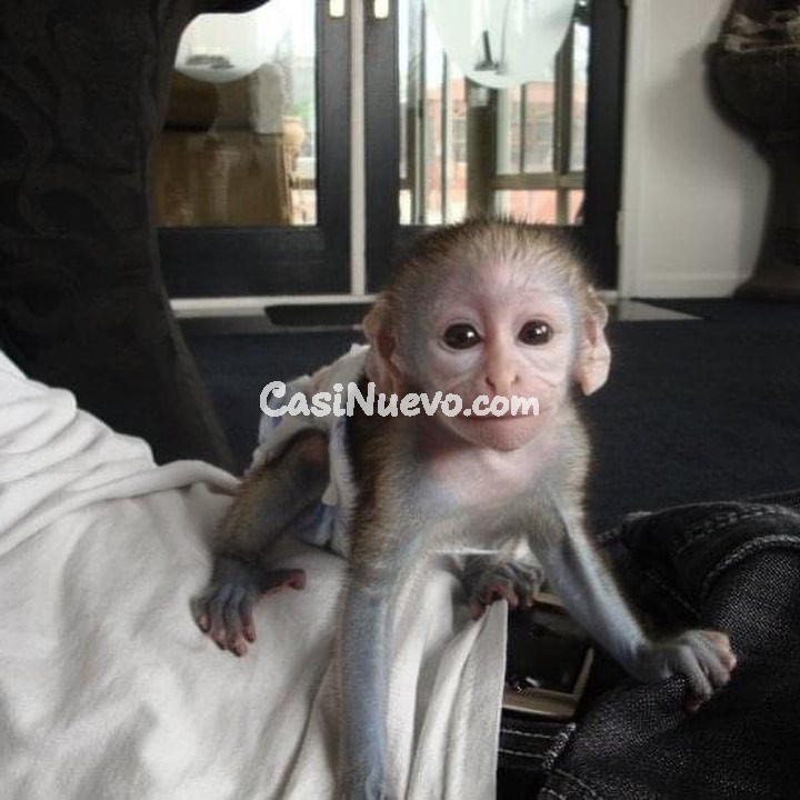   Monos capuchinos disponibles