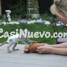 Monos capuchinos para adopción whatsapp +34 605 55 72 79 