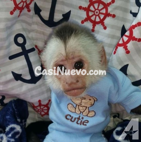 2 monos capuchinos excepcionales whatsapp +34 605 55 72 79 