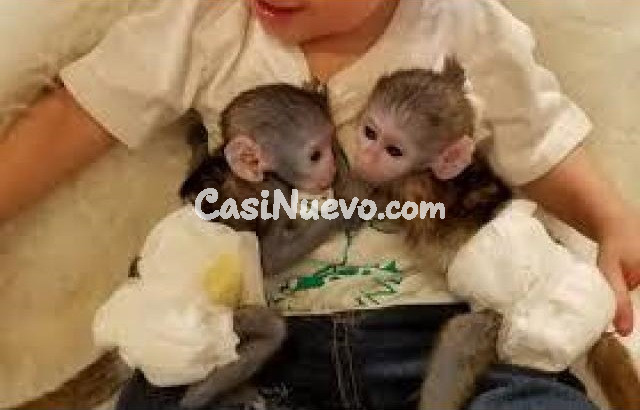 Adorable Monos capuchinos en venta  whatsapp +34 605 55 72 79 