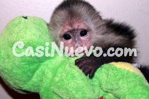   Mono capuchino hembra whatsapp +34 605 55 72 79 