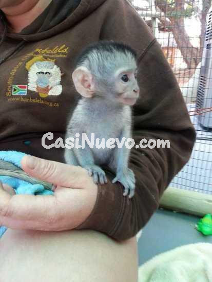  Monos capuchinos de calidad   whatsapp +34 605 55 72 79 