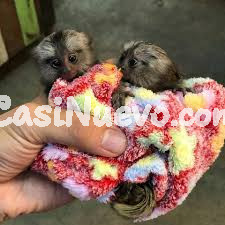  Monos titíes lindos y saludables +34 605 55 72 79    