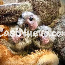   Monos titíes para adopción whatsapp +34 605 55 72 79 
