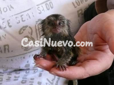   Monos titíes machos y hembras disponibles