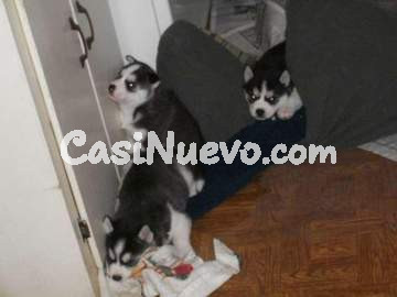 Cachorros Husky Siberiano