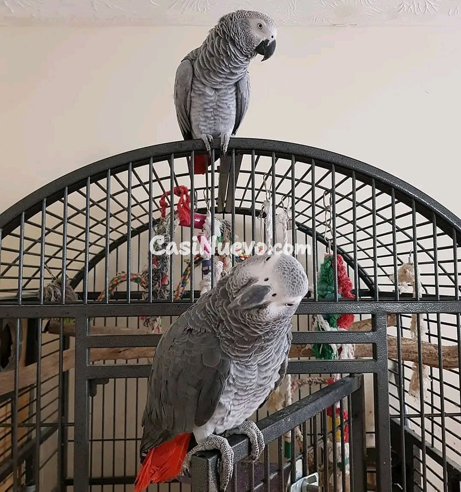 Pareja de loros grises africanos