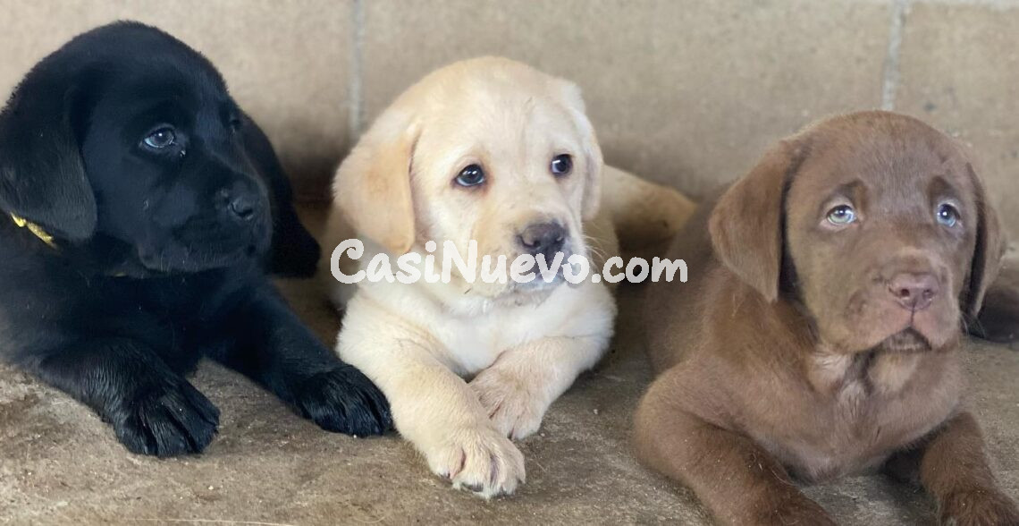 Cachorros Labrador Retrievers