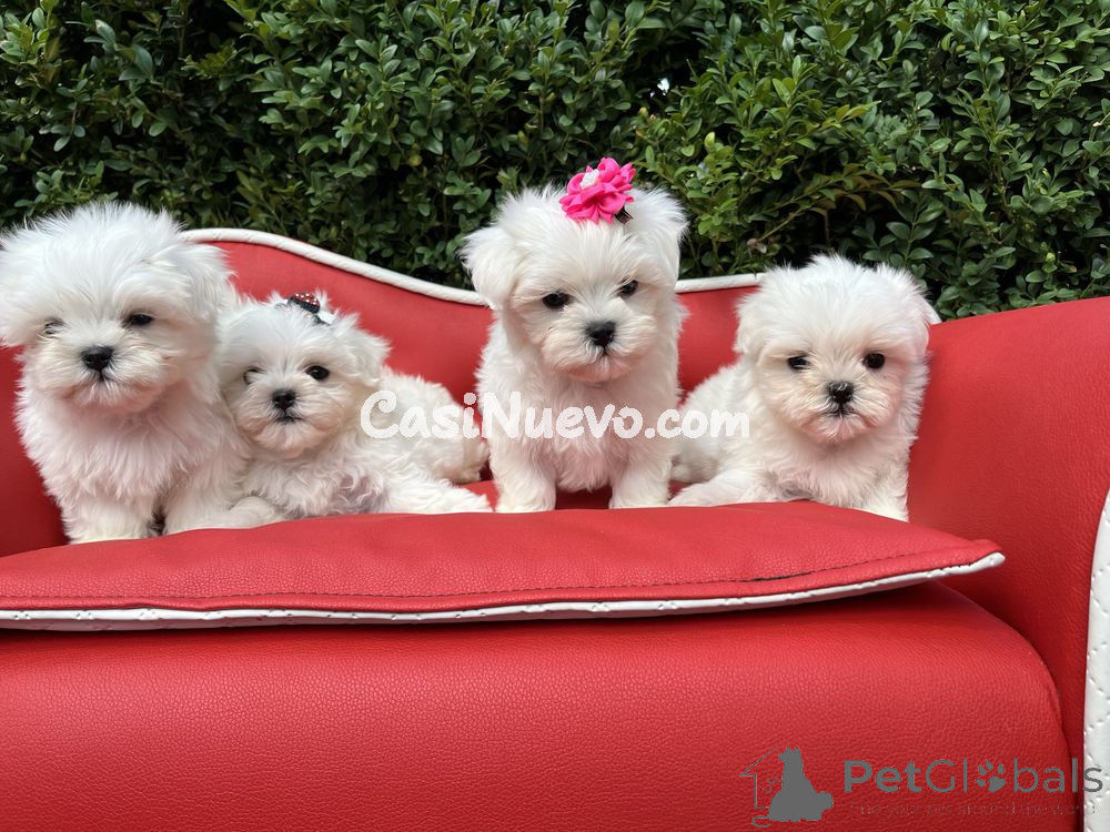 Adorables cachorros maltés en sofá rojo