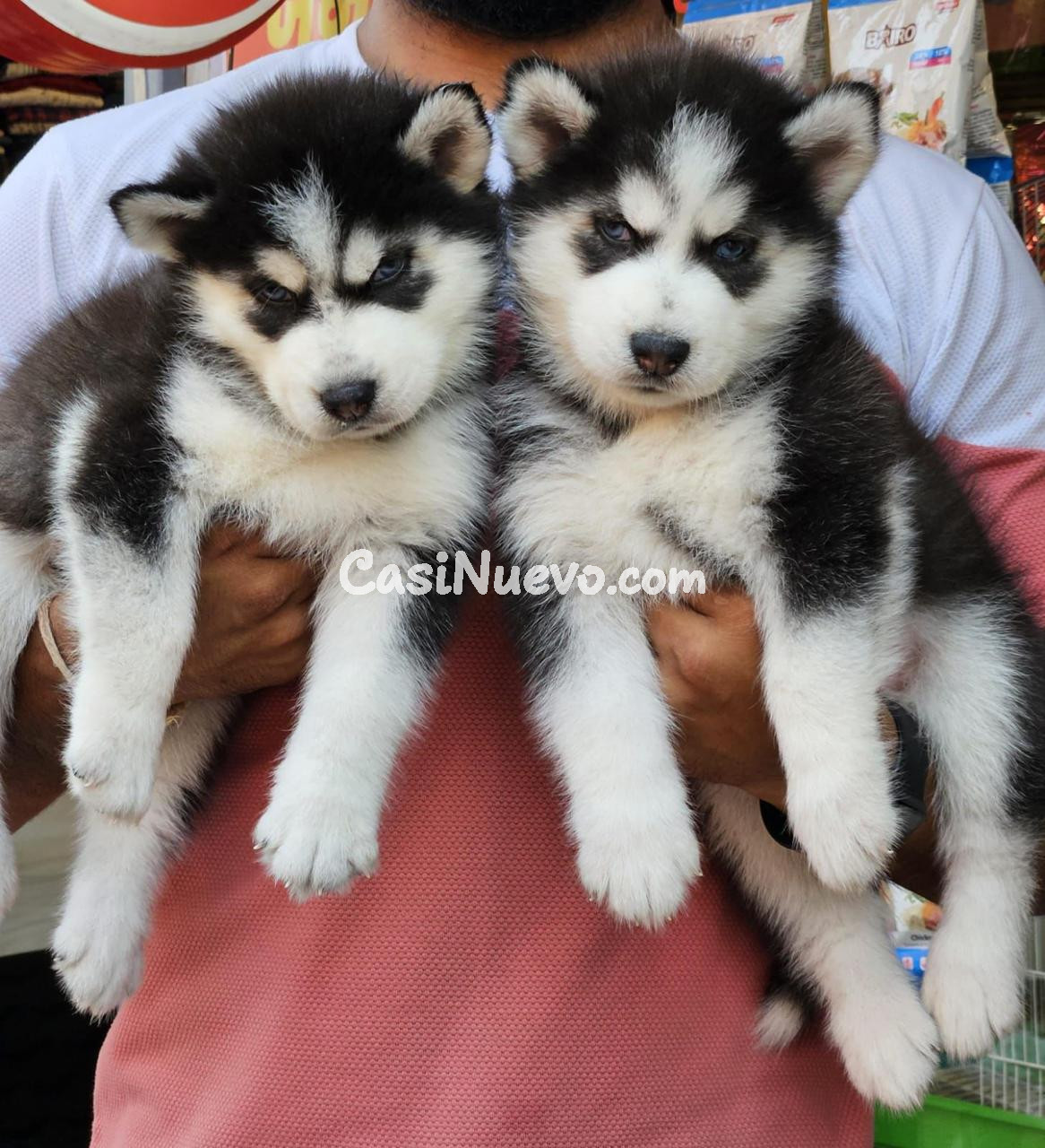 Cachorros de Husky Siberiano
