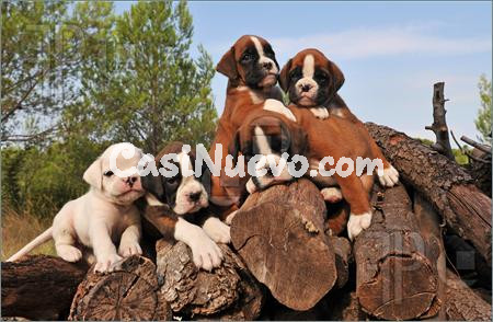 Cachorros adorables en un entorno natural