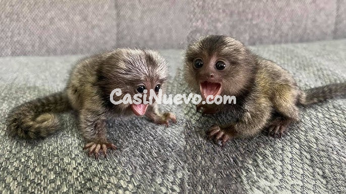 Pareja de monos pequeños