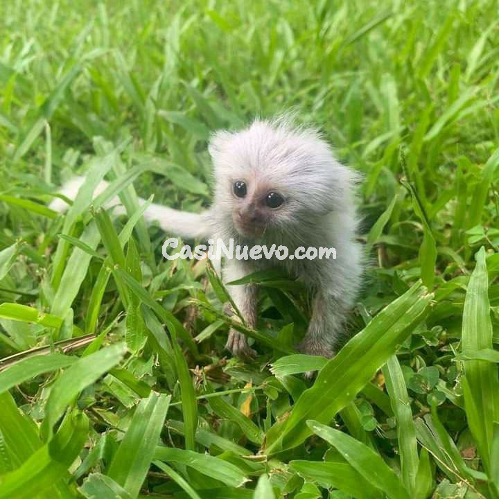 Mono bebé en la naturaleza