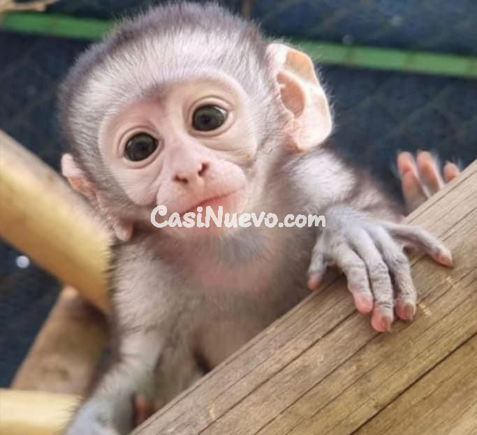 Mono joven adorable