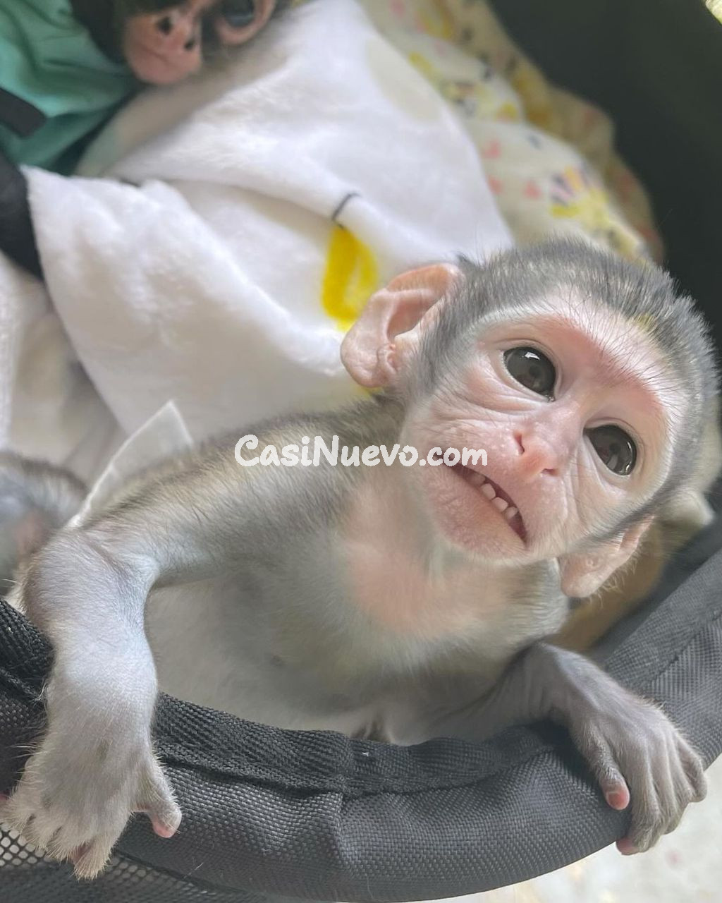 Mono pequeño en cuna