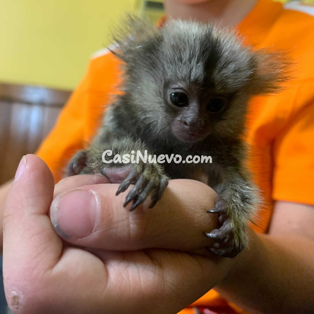 Tierno Mono Bebé en Mano