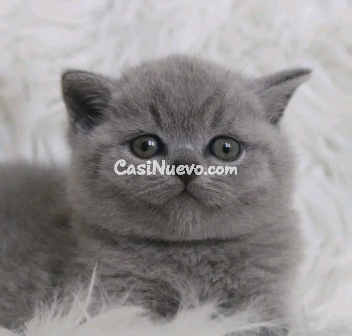 Gatitos británicos de pelo corto 