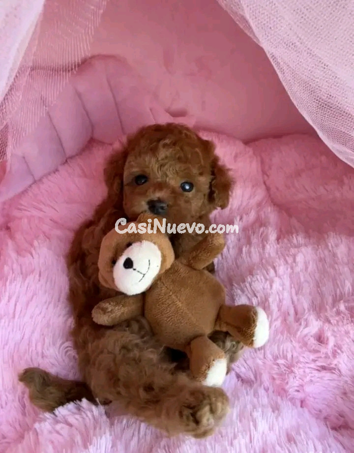 Cachorros de caniche miniatura 