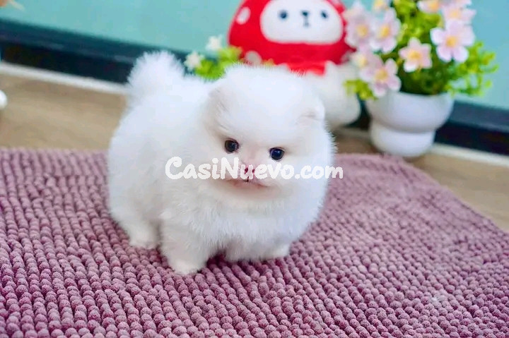 Adorable mini Pomerania 
