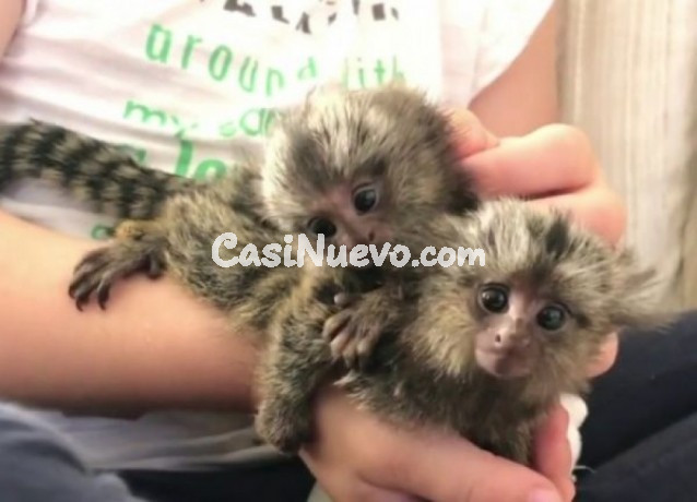 Monos Capuchinos Excepcionales WhatsApp: +34605547570