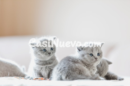 Tenemos gatitos britnicos de pelo corto.