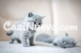 Tenemos gatitos britnicos de pelo corto.