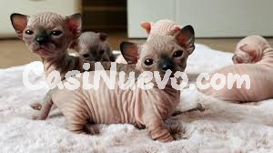 Gatitos esfinge en venta