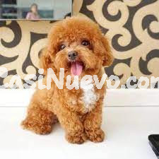 Perro toy poodle