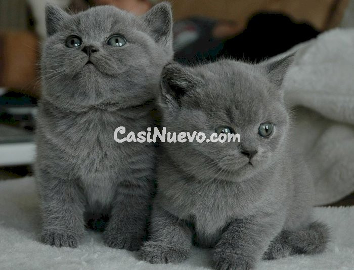 Gatitos británicos