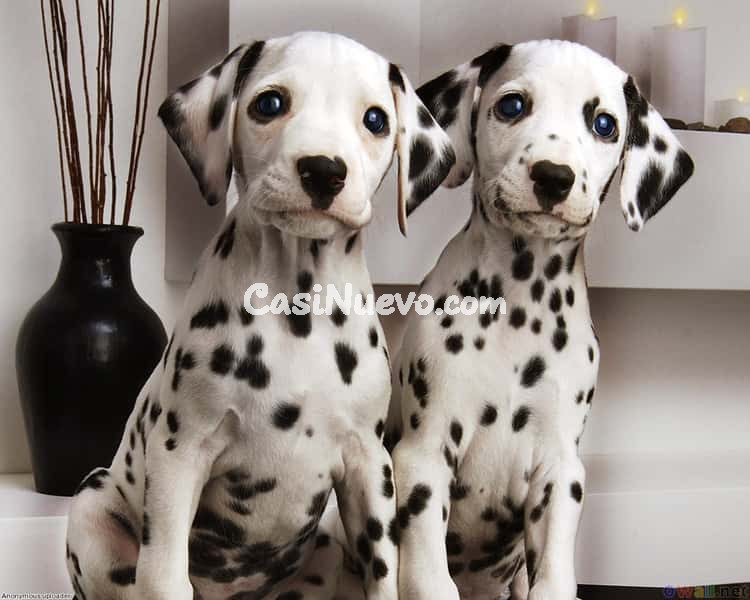 Cachorros dálmata