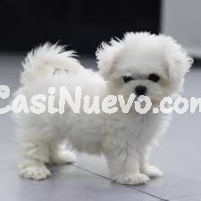 Perro Bichon Maltes